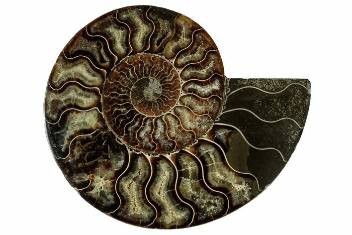 Cut & Polished Ammonite Fossil (Half) - Madagascar #329157